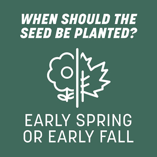 Pennington Kentucky 31 Tall Fescue Grass Seed